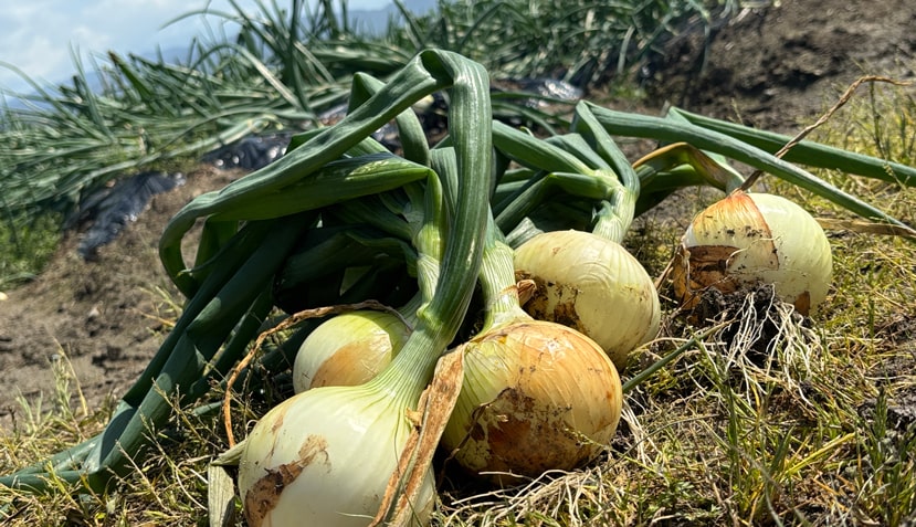 産地からのご馳走「八代の玉ねぎ」